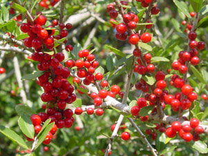 Yaupon Holly berries